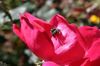 Close-up of insect on pink flower