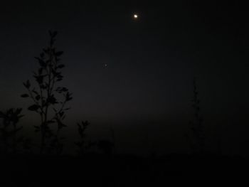 Silhouette bird against sky at night