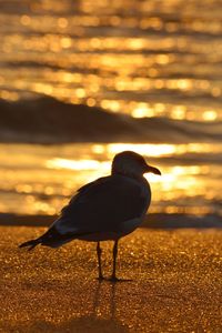 Bird on beach against sky during sunset