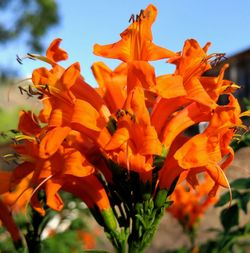 Close-up of orange flower