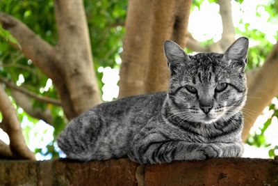 Cat looking up