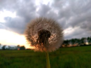 Close-up of dandelion in field