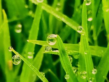 Close-up of insect on grass