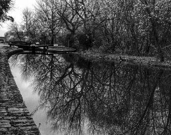 Reflection of trees in water