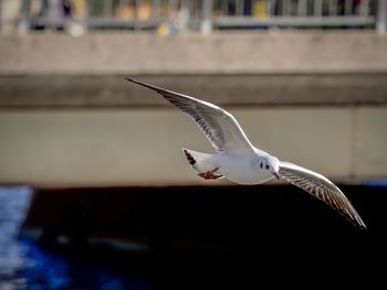 Close-up of seagull flying