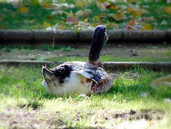 Duck on field