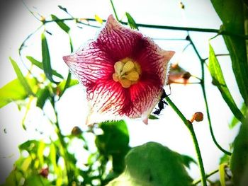 Close-up of pink flower