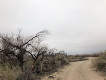 Road amidst bare trees against clear sky