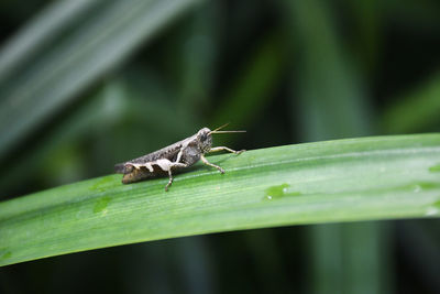 Close-up of insect on leaf