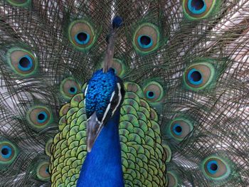 Close-up of peacock