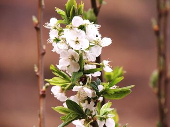 Close-up of white flowering plant