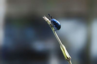 Close-up of insect on plant