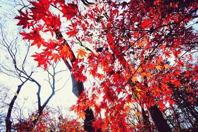 Low angle view of tree against sky