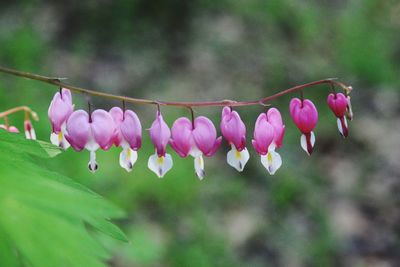 Close-up of pink flowers