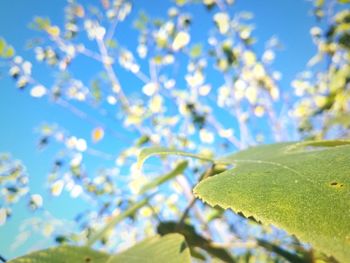 Close-up of fresh green leaves against blue sky