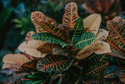 High angle view of multi colored leaves on plant