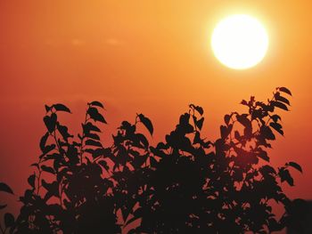 Silhouette plants against orange sky