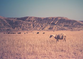 Sheep on field against clear sky