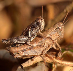 Close-up of insect on tree