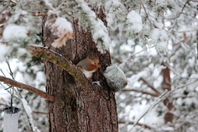 Close-up of squirrel perching on tree in forest during winter