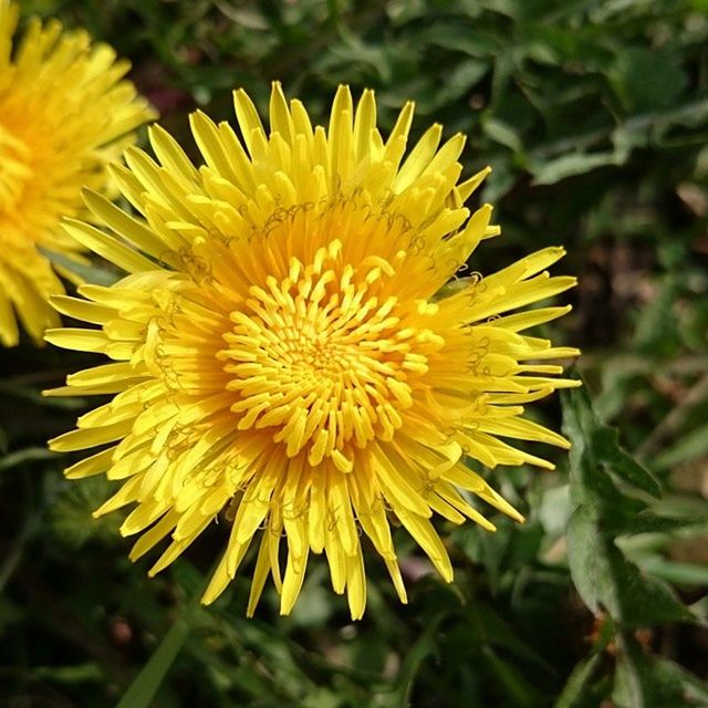 flower, petal, freshness, yellow, flower head, fragility, growth, close-up, beauty in nature, pollen, focus on foreground, blooming, single flower, nature, plant, in bloom, outdoors, day, park - man made space, no people