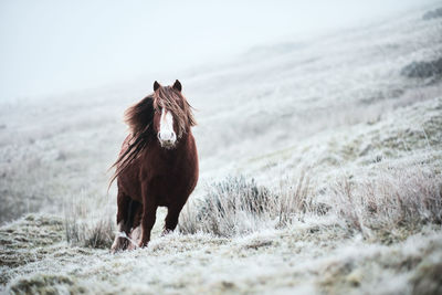 Horse on snow field against sky