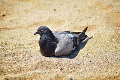 A pigeon resting nestled in the sand on beach in puerto vallarta, mexico