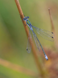 dragonflies and damseflies