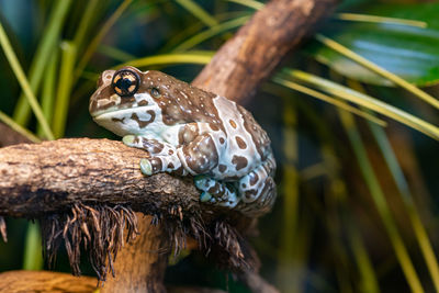 Close up of a mission golden eyed tree frog sitting on a branch