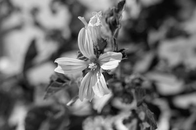Close-up of white flowering plant
