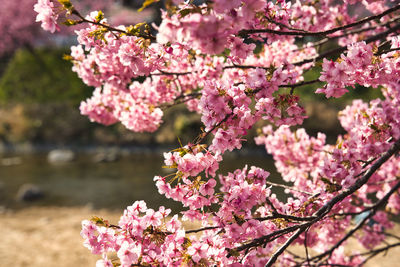 Eealry-blooming kawazu cherry blossoms