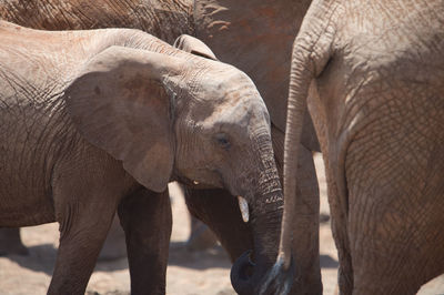 Elephant calf with family