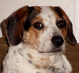 Close-up portrait of dog