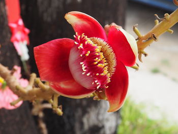 Close-up of red flower blooming outdoors