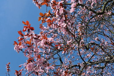 Low angle view of cherry blossoms in spring