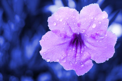 Close-up of wet purple flower