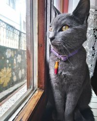 Chartreux cat by window at home