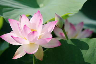 Close-up of pink lotus water lily in pond