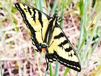 Close-up of butterfly perching on flower