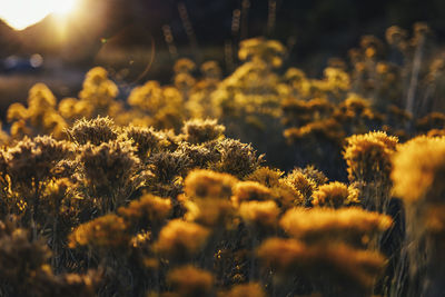 Close-up of yellow flowering plants on field