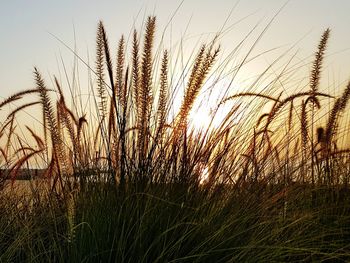 Close-up of wheat field against clear sky