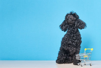 Dog looking away against blue background