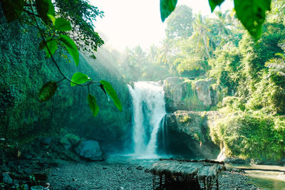 Scenic view of waterfall in forest