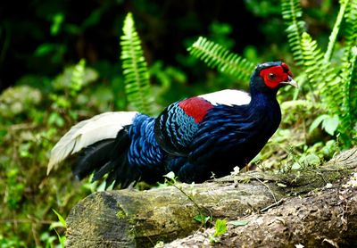 Close-up of bird perching on rock