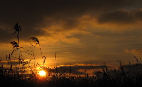 Plants at sunset