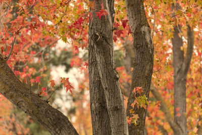 Trees in forest during autumn