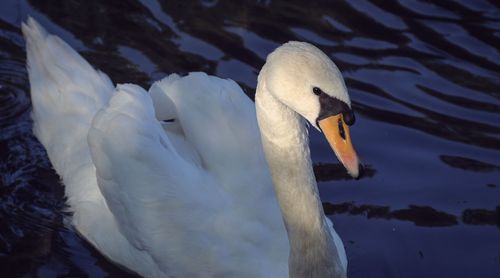 Close-up of swan swimming in lake