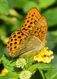 Close-up of butterfly on yellow flower