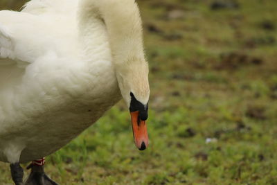 Close-up of a mute swan  on a field