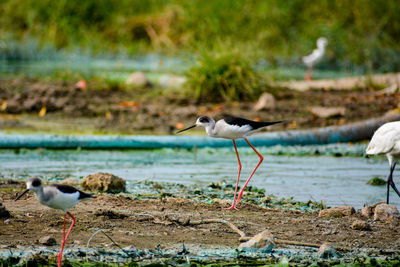 View of birds on beach